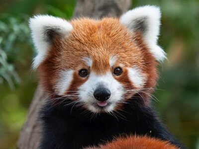 cute-red-panda.jpg